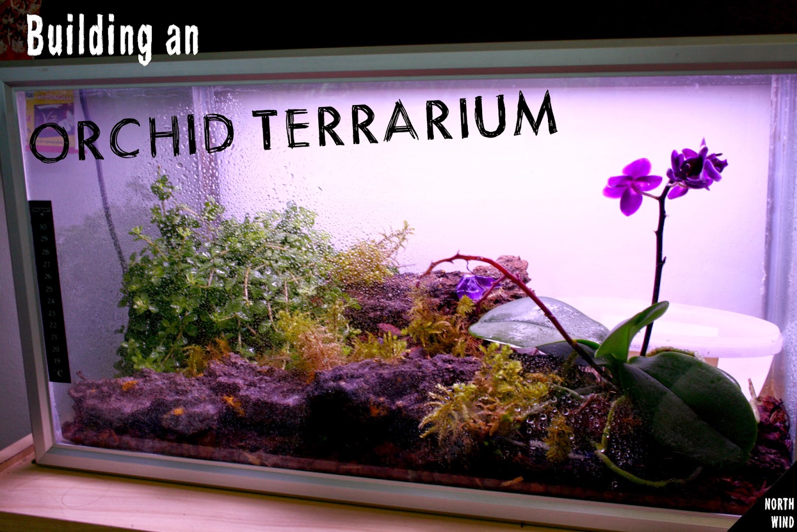 Orchid terrarium North Wind