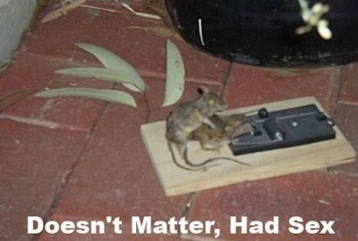 Sex mit toter Ratte
