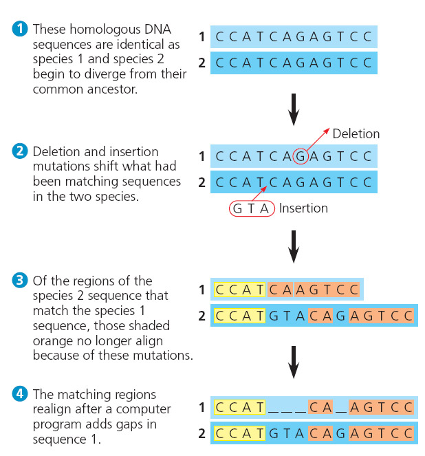 Pengertian Alignment Generasi Biologi