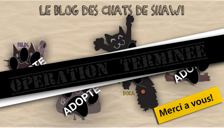 Le blog des chats de shawi