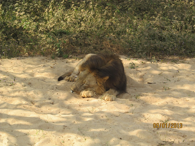 Nandankanan Lion jungle safari Odisha - Puri