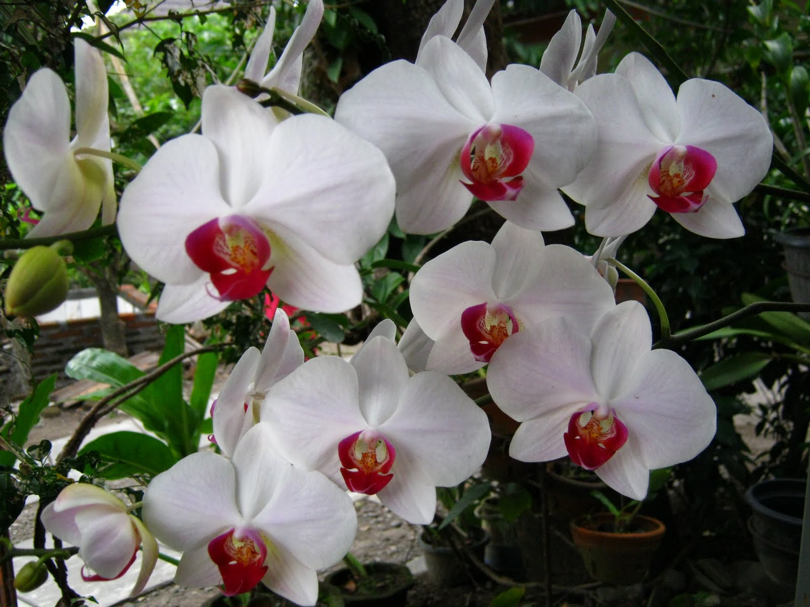 Tissue Culture And Orchidologi Teknik Hibridisasi Anggrek