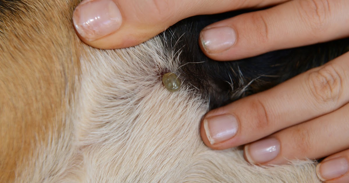 Small Animal Talk What do ticks look like?