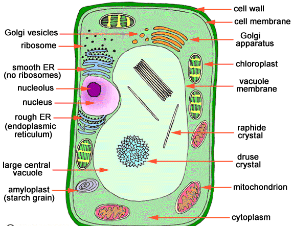 Science Doing: Cell: Multicellularity In A New Perspective