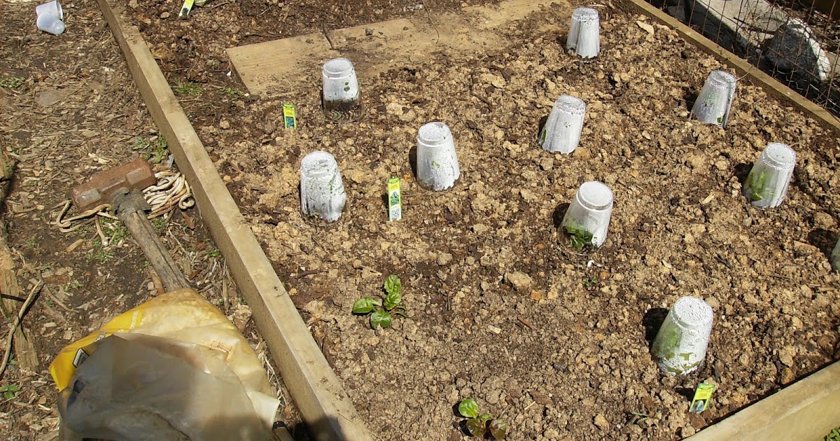 The Rusted Vegetable Garden