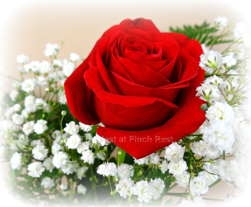 The Nest At Finch Rest Teacup Tea Rose