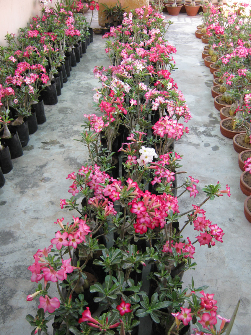 Bonsai Adenium Plant Bonsai Plants Indian Bonsai Adenium Plants Bonsai Adenium Plant Bonsai Plants Indian Bonsai Adenium Plants