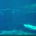 Concerning Belugas: Circuit Swimming- Affirmative (11:00 AM Vancouver Time)