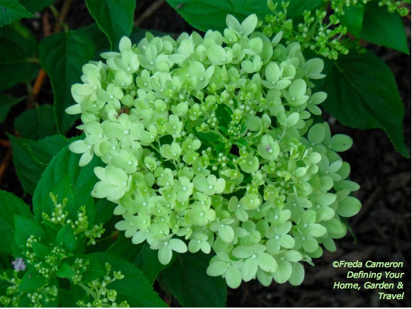 Shoreline Area News In The Garden Now Little Lime Hydrangea