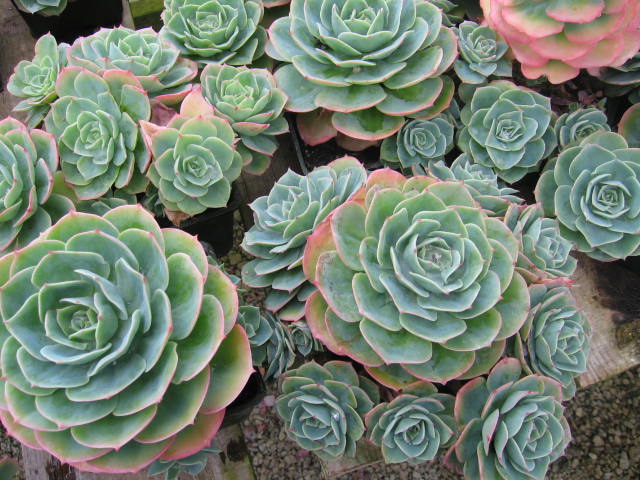 echeveria flowers echeveria flowers