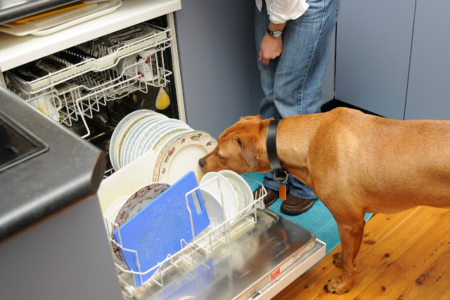 dog dishwasher rinse cycle