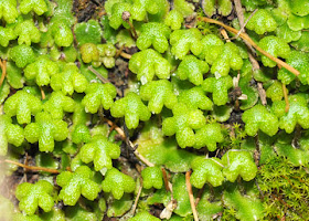 Asterella california