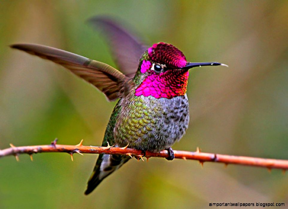 FunMozar – Beautiful Birds Wallpapers FunMozar – Beautiful Birds Wallpapers