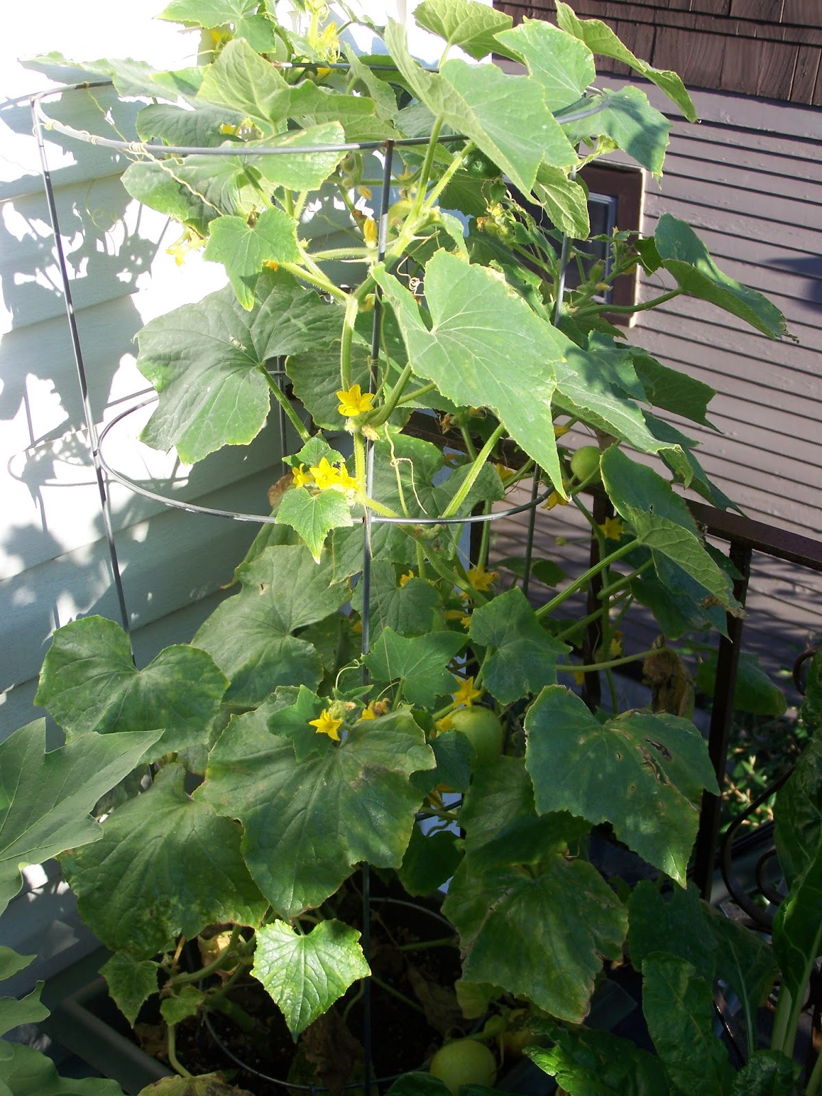 Captive Roots Preventing Powdery Mildew on Cucumbers and Squash