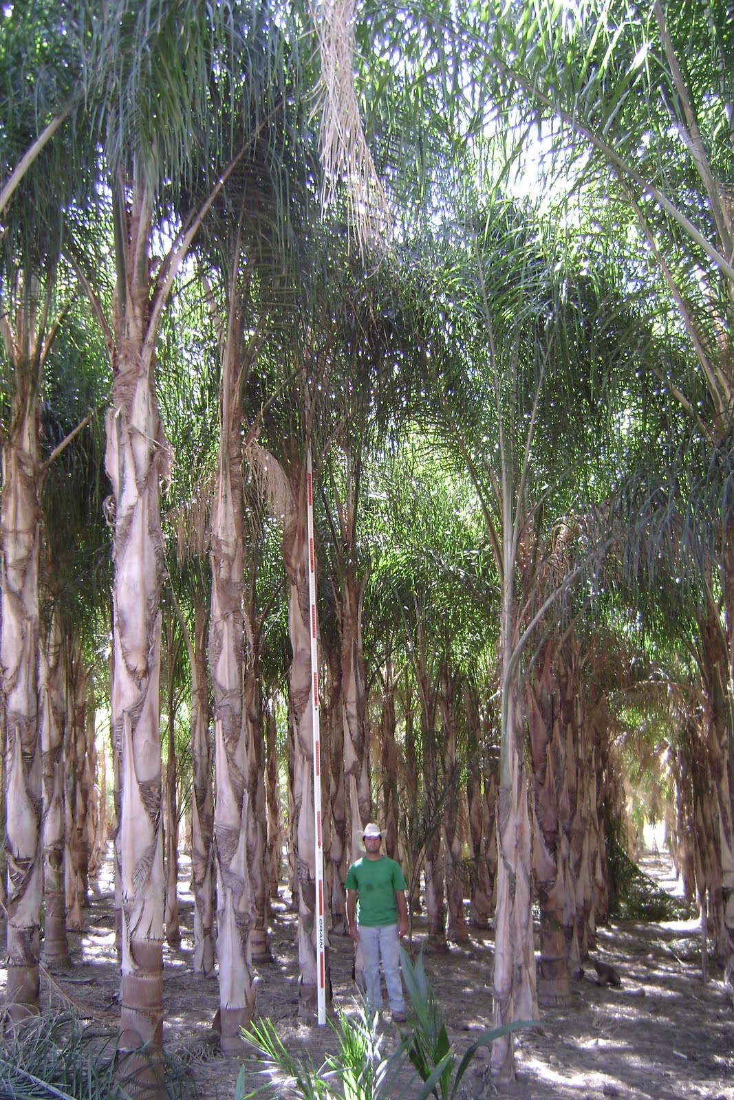 Gregory Palm Farms SPECIMEN QUEEN PALMS... HARDY, SHADY AND PRETTY