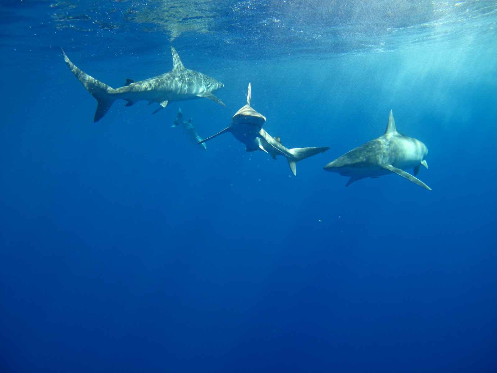 Goldfish lifespan image