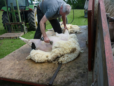 shearing sheep begins