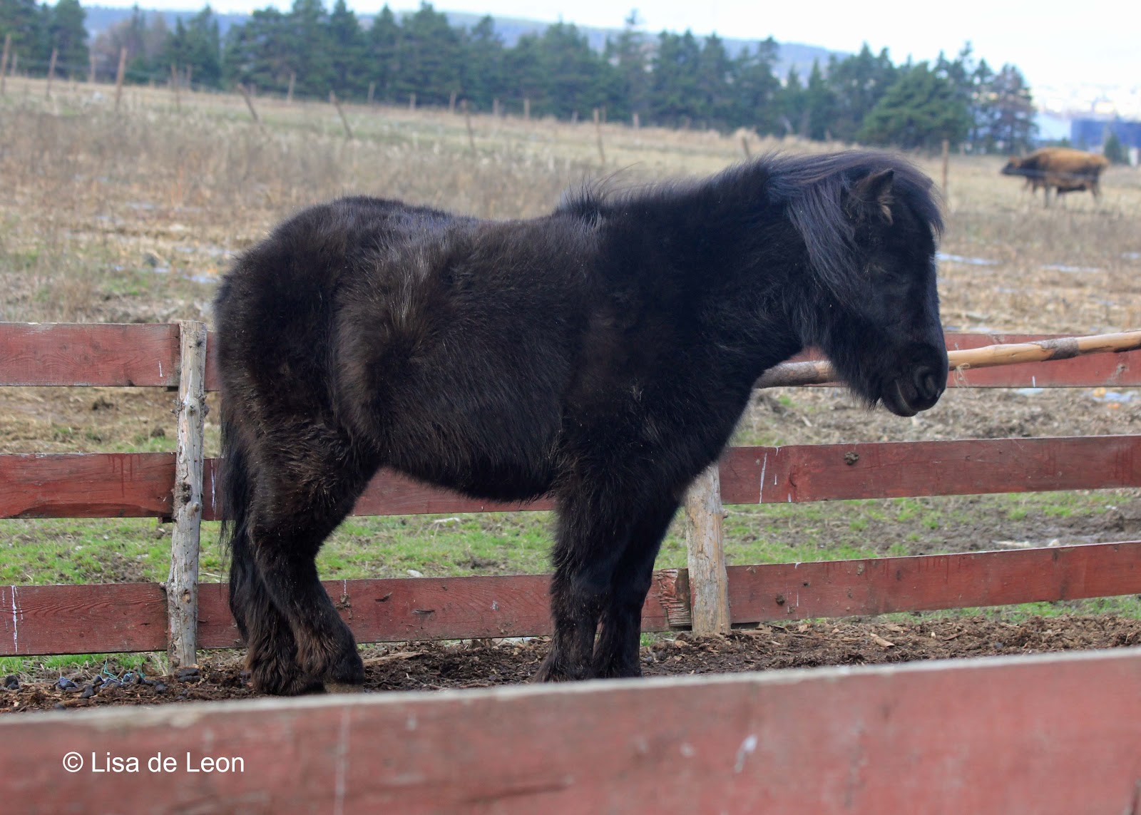 Nl Pony
