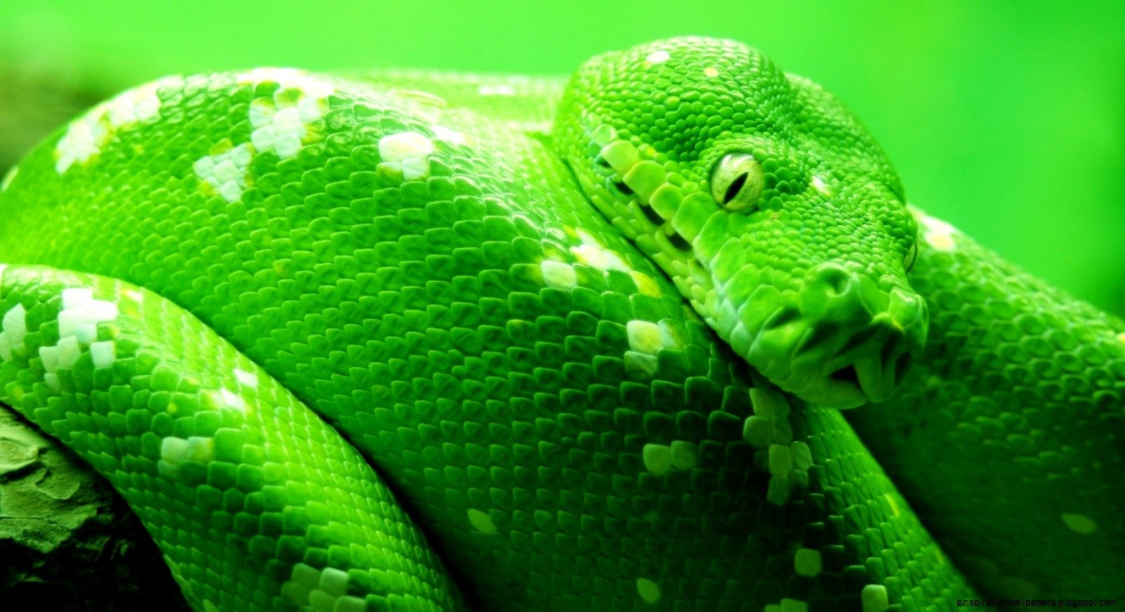 Green Snake Green Snake