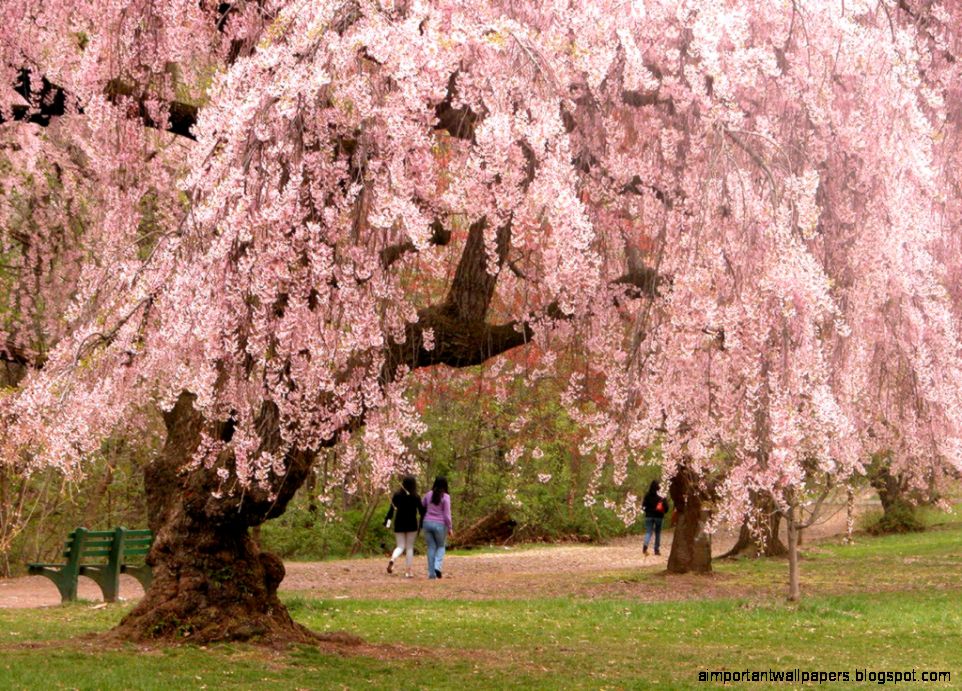 Cherry blossom Wikipedia the free encyclopedia Cherry blossom Wikipedia the free encyclopedia