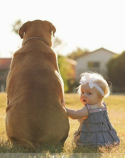 Top 5 Best Guard Dogs For Families