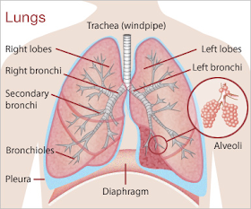 The Lungs Parts of our Body Function Location Position Pics System
