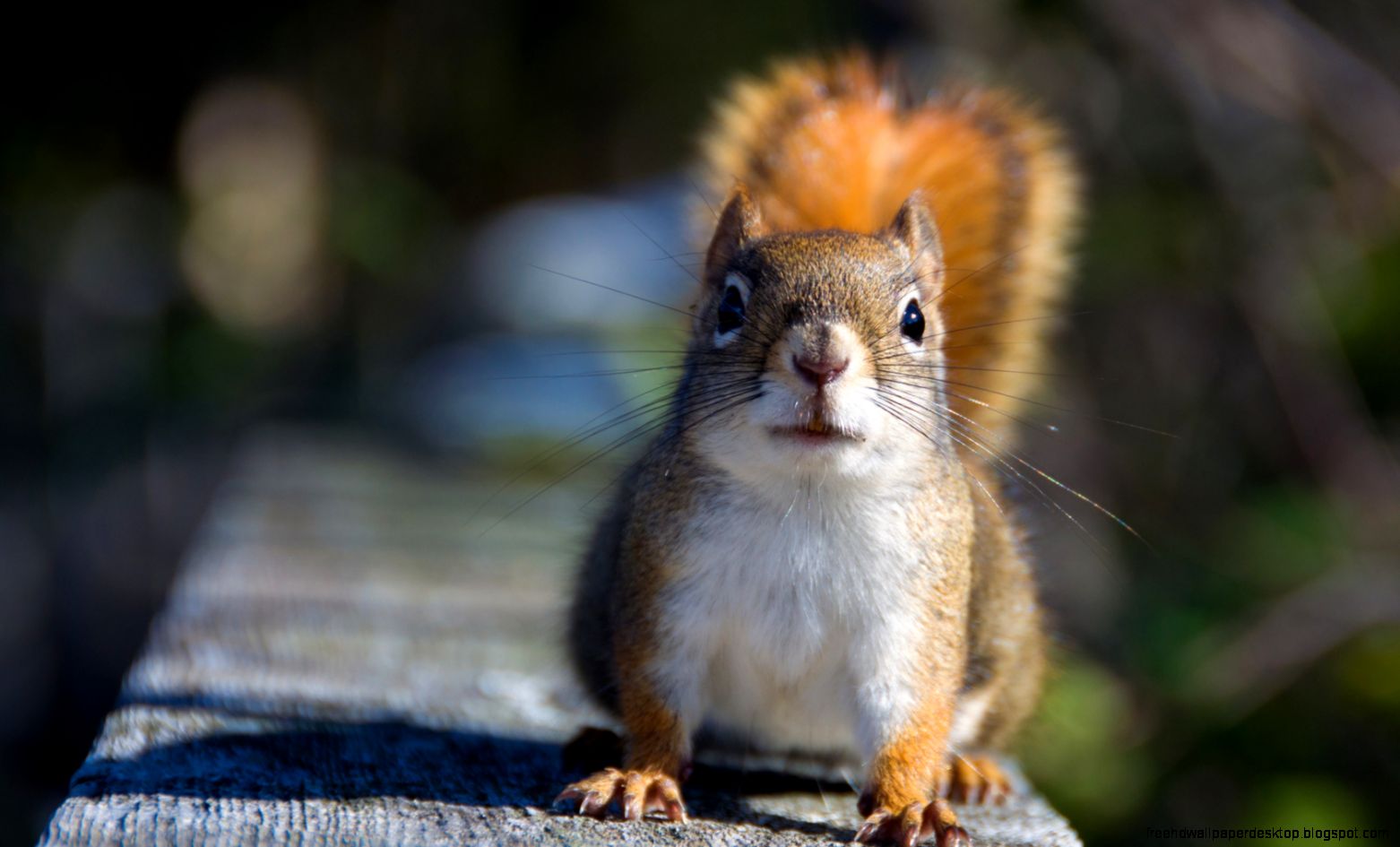 Fall Squirrel Desktop Background Fall Squirrel Desktop Background