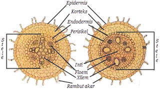 lingkaran-pengetahuan: Struktur Organ Akar Tumbuhan
