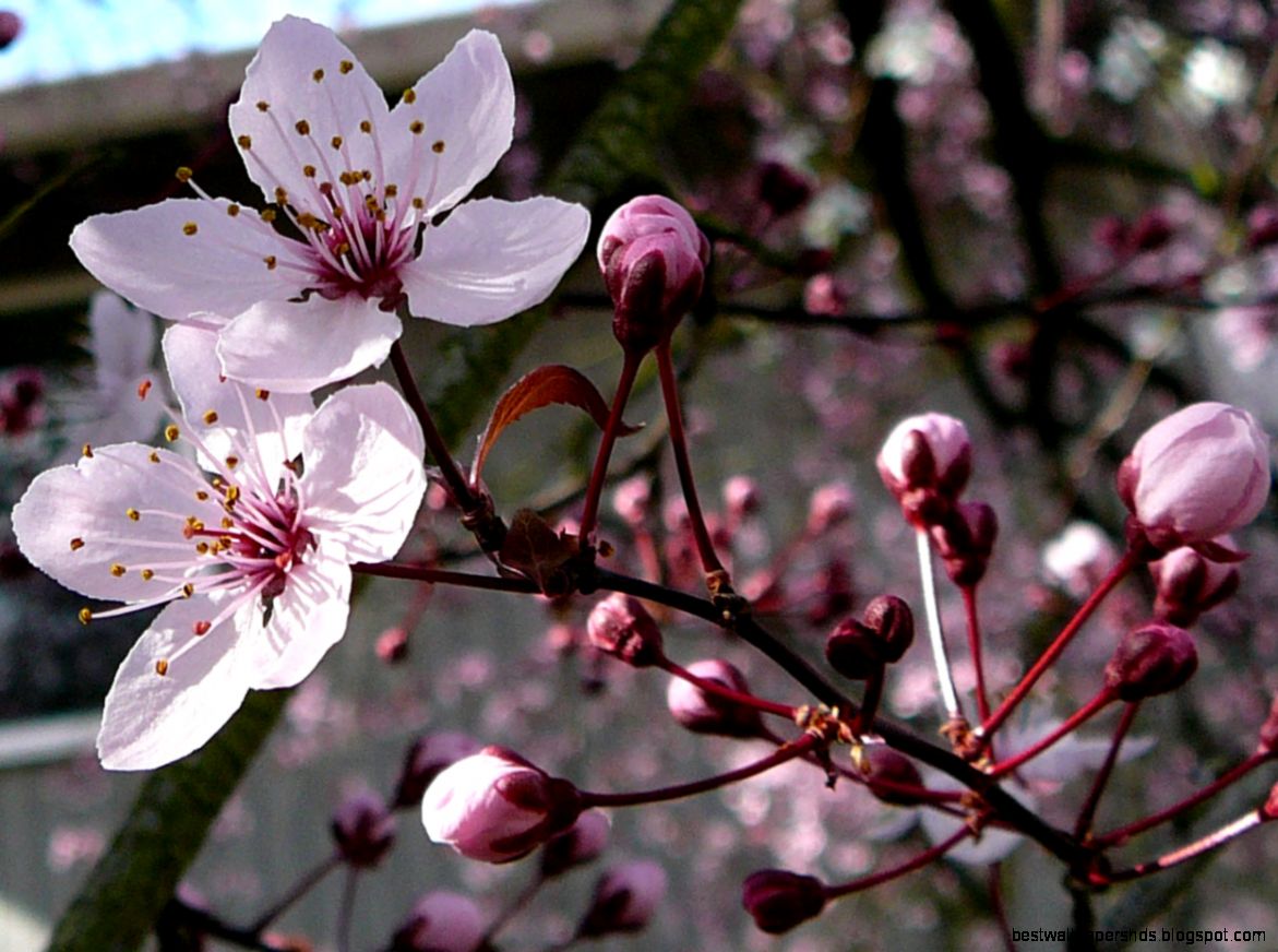 Cherry Tree Flower Blossom 2 by Enchantedgal Stock on DeviantArt Cherry Tree Flower Blossom 2 by Enchantedgal Stock on DeviantArt