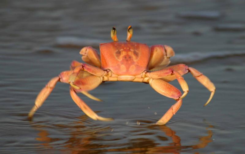 Wallpaper Sea crab