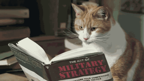 Gambar Kucing Bergerak Baca Buku Gambar Kucing Bergerak Baca Buku