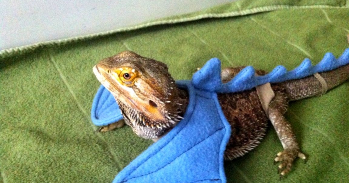 blue bearded dragon food
