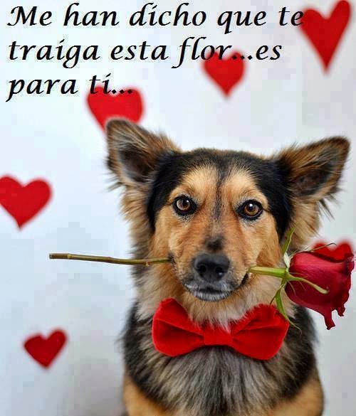 Y EL SIMPÁTICO PERRO TAMBIÉN OFRECE UNA ROSA PARA LA AMABLE INTERNAUTA QUE VISITA EL BLOG DEL AMOR