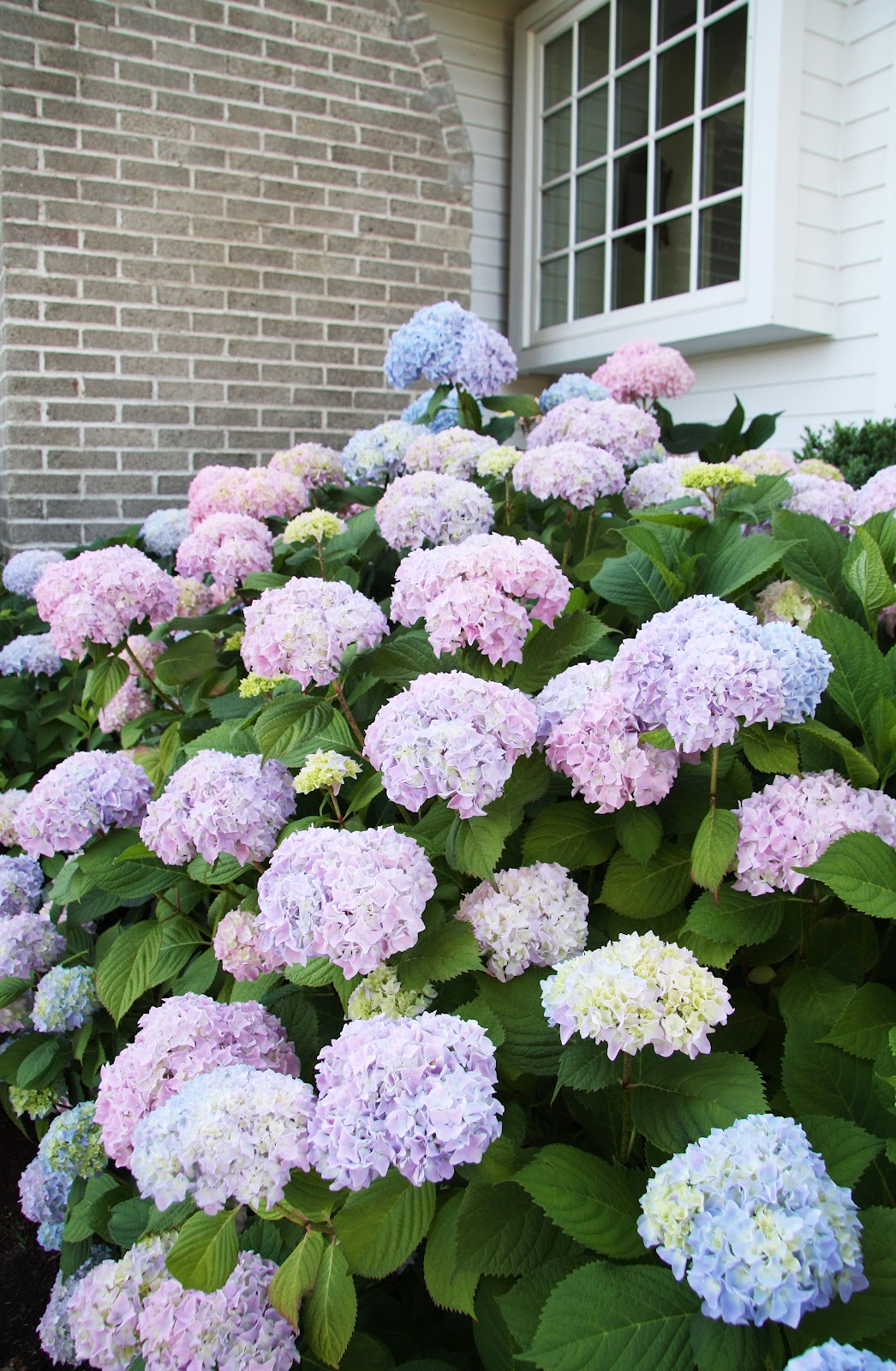 Old Fashioned Hydrangeas