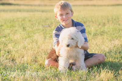 Shannon Hager Photography, Old English Sheepdog Puppy