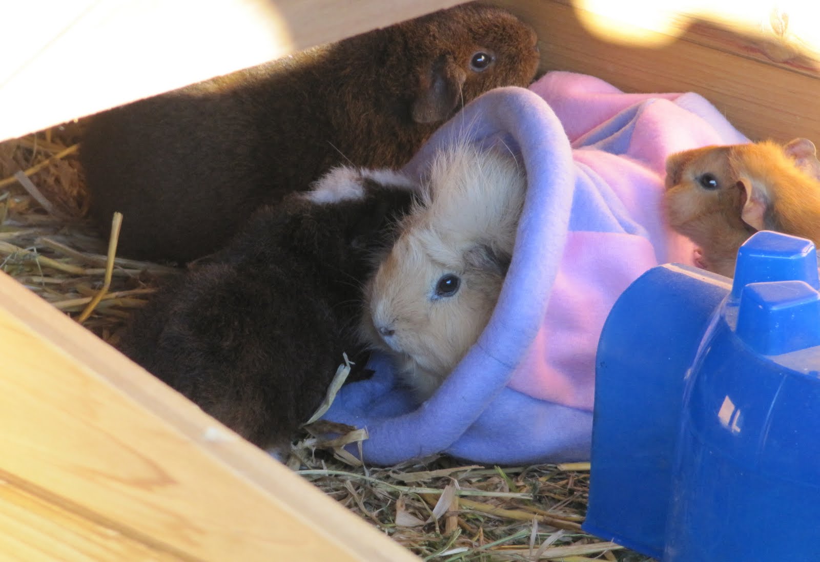 All Things Guinea Pig My Cuddle Sacks Arrived!
