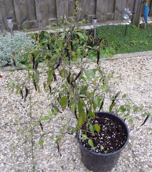 growing, tasting and using chillies Pruning a chilli plant for