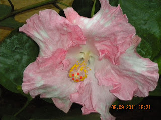 anthers and filament of the big pink hibiscus