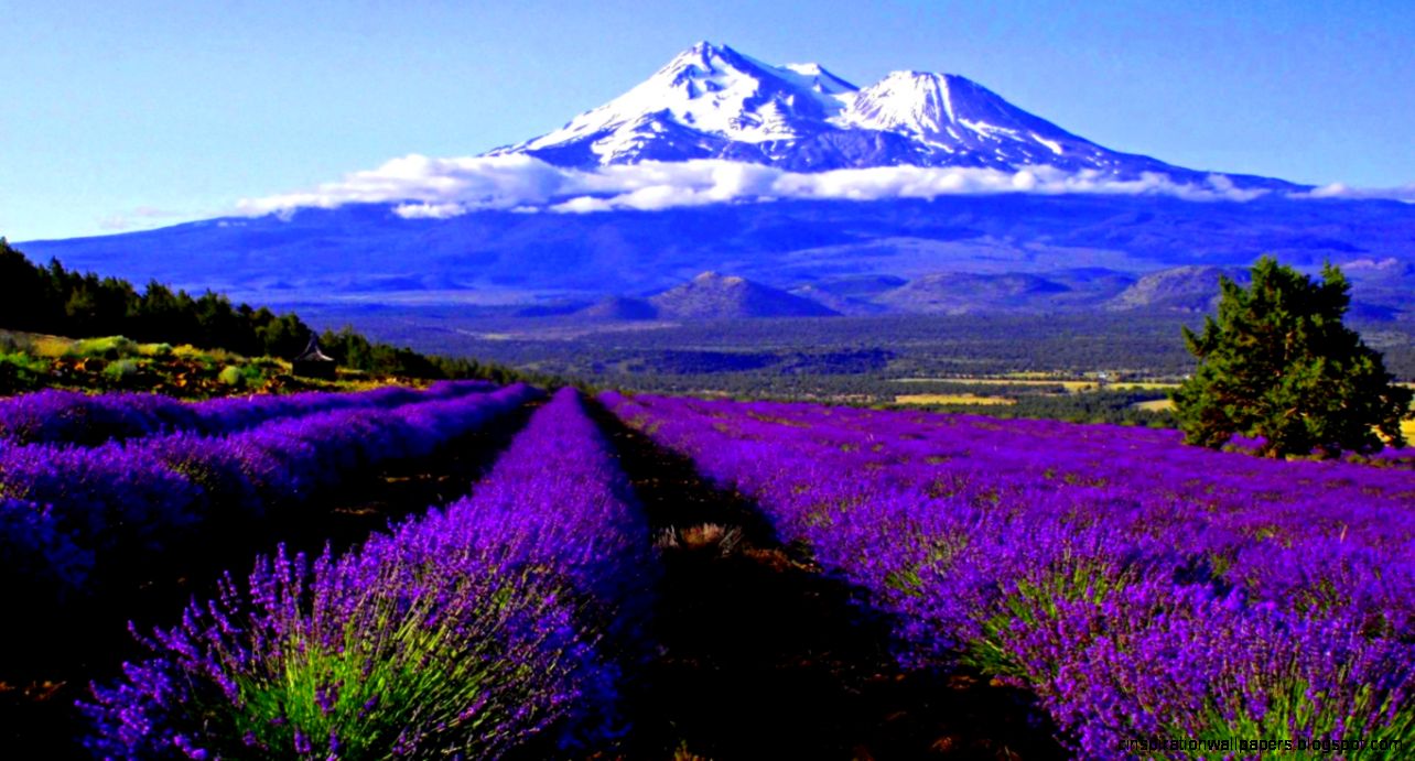 High Resolution Purple Lavender Flower Field Widescreen Wallpaper High Resolution Purple Lavender Flower Field Widescreen Wallpaper