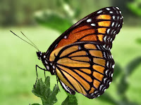 butterfly pictures
