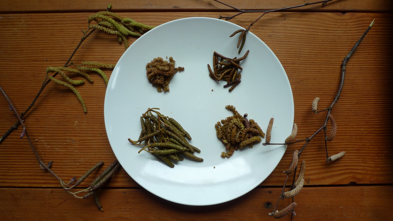 Wild Harvests Catkins, can we eat them?