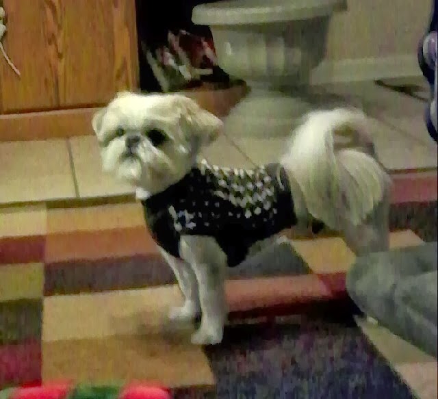 Always Blabbing John Paul Pet Grooming Pack review and giveaway