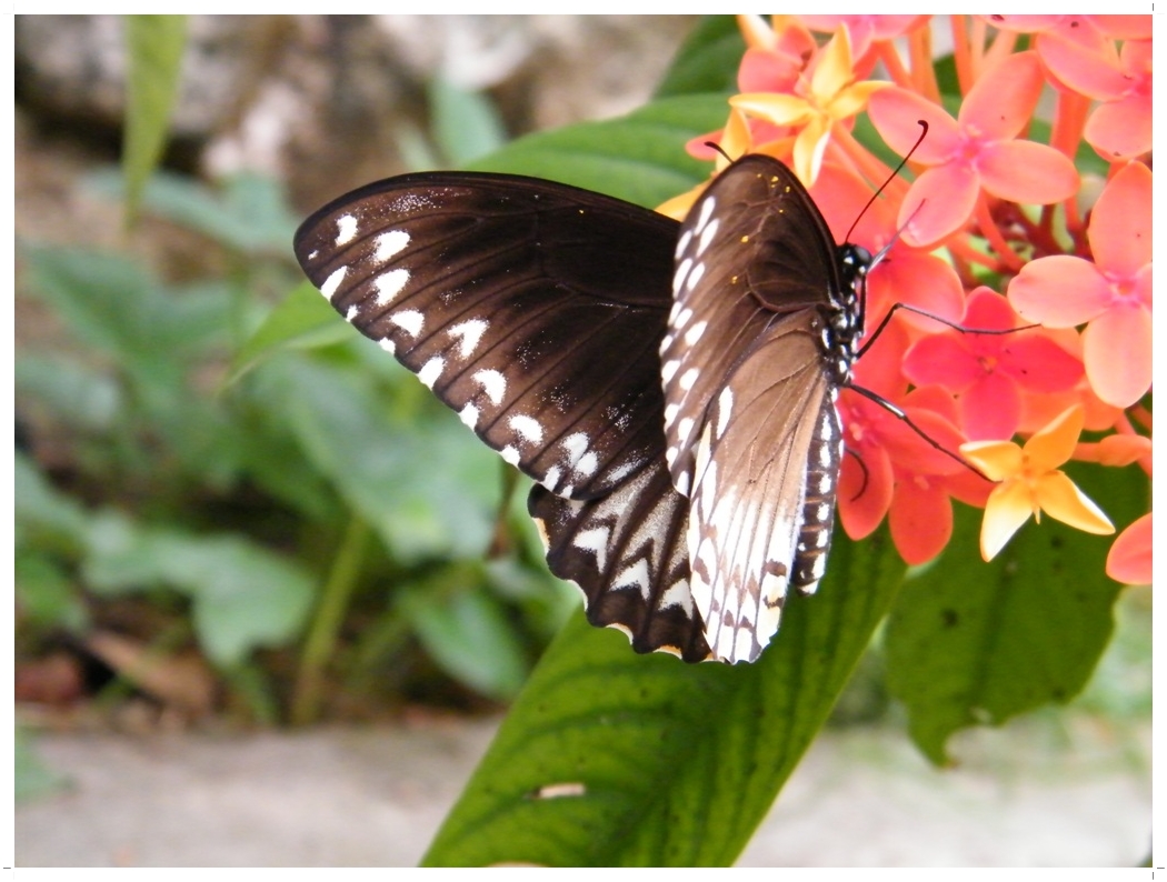 I Express Butterflies...of Kerala 2