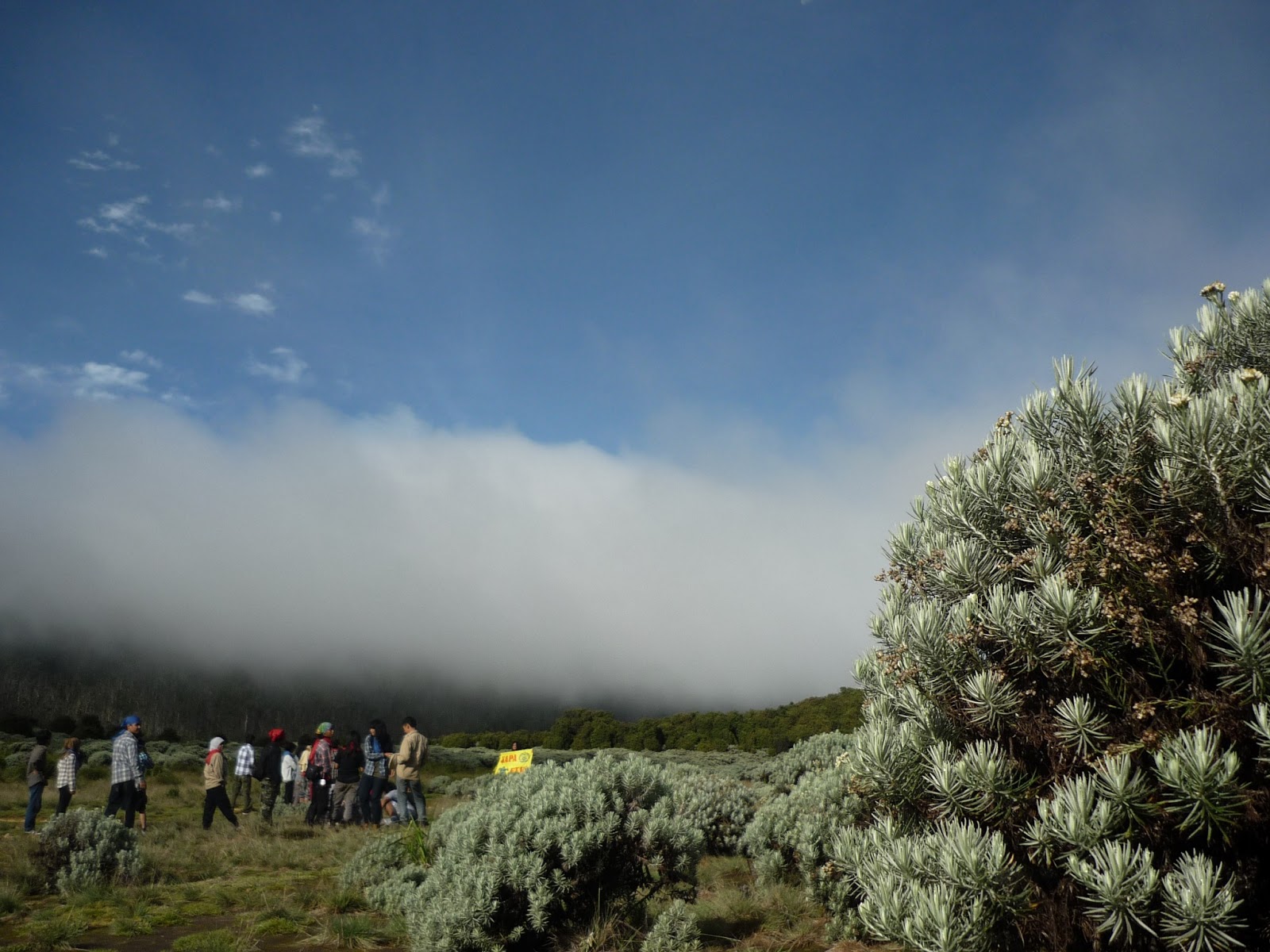 Padang edelweis di Gunung Papandayan