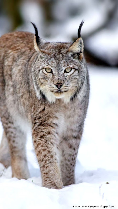 Canadian Lynx Snow wallpaper Canadian Lynx Snow wallpaper