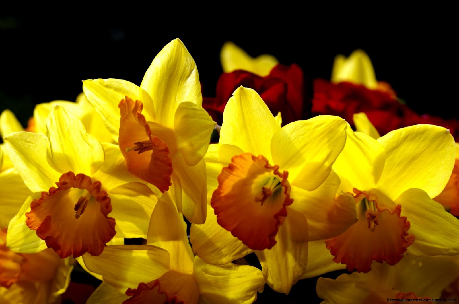 Yellow Daffodils Yellow Daffodils