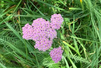 Achillea millefolium (Achillea millefoglio)