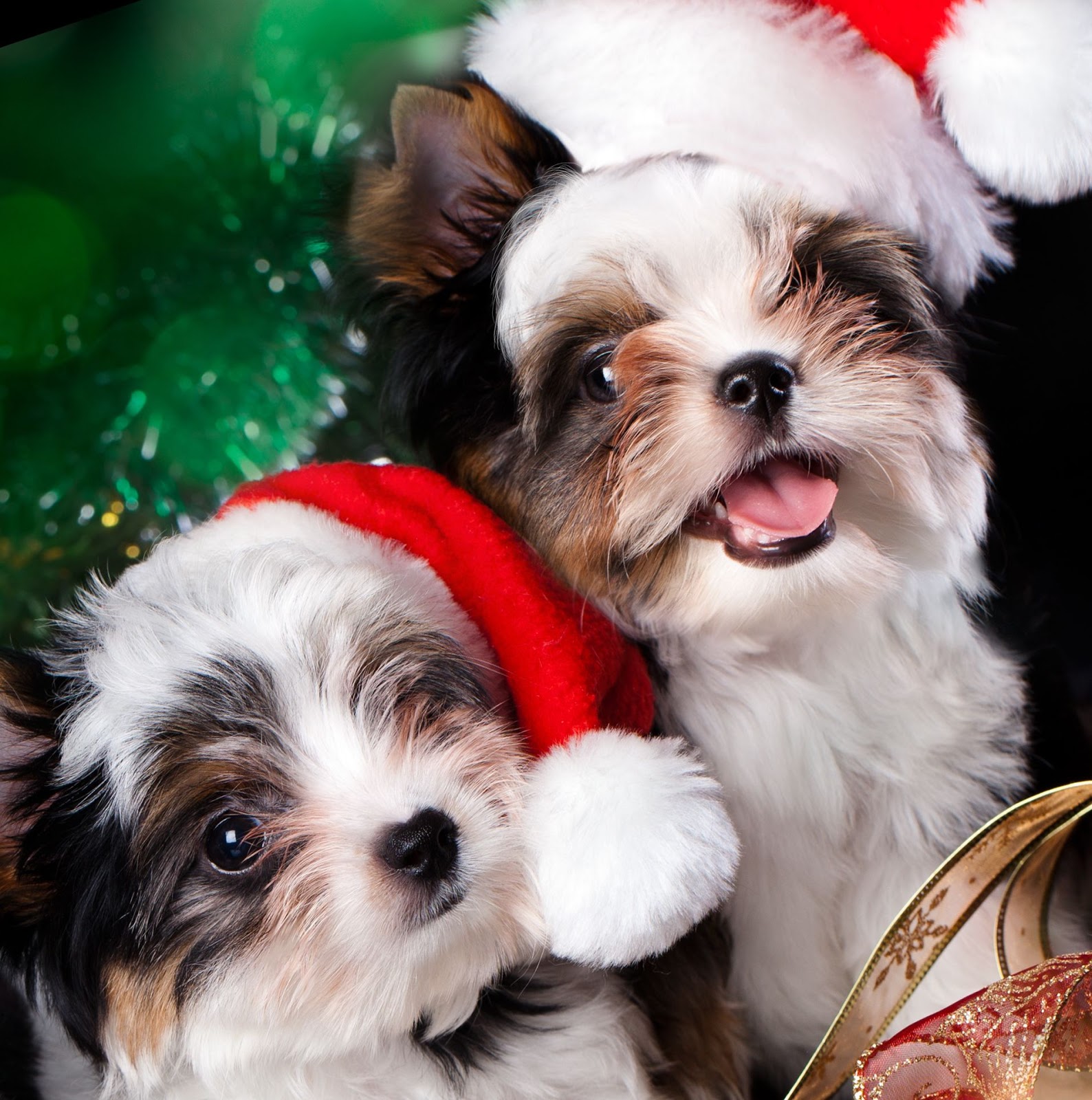 BANCO DE IMÁGENES GRATIS: 12 mascotas navideñas para compartir en tu face