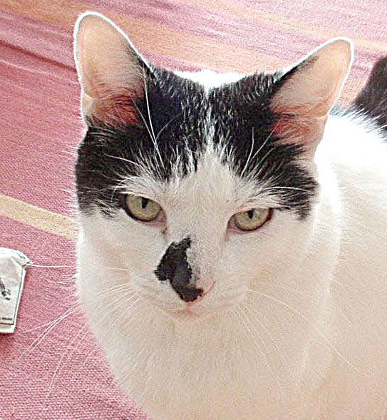 Leukeran For Cats With Ibd