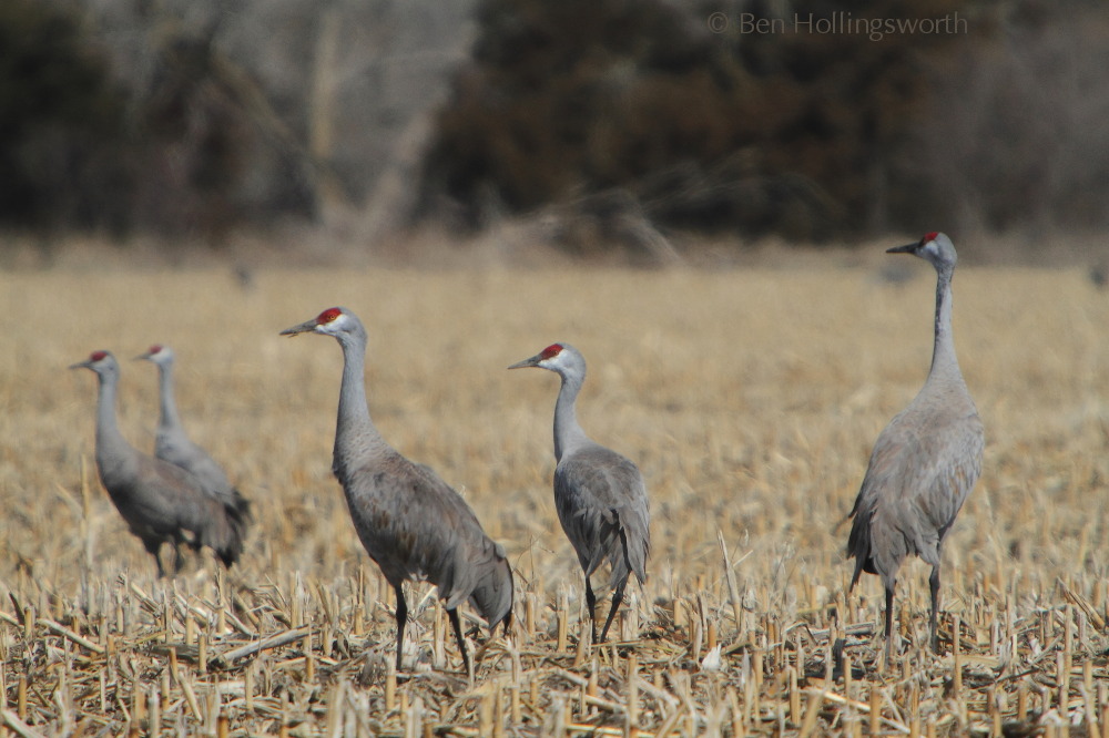 Prairie Rim Images Shooting Sandhill Cranes with my daughter
